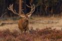 19 Hoge Veluwe, edelhert